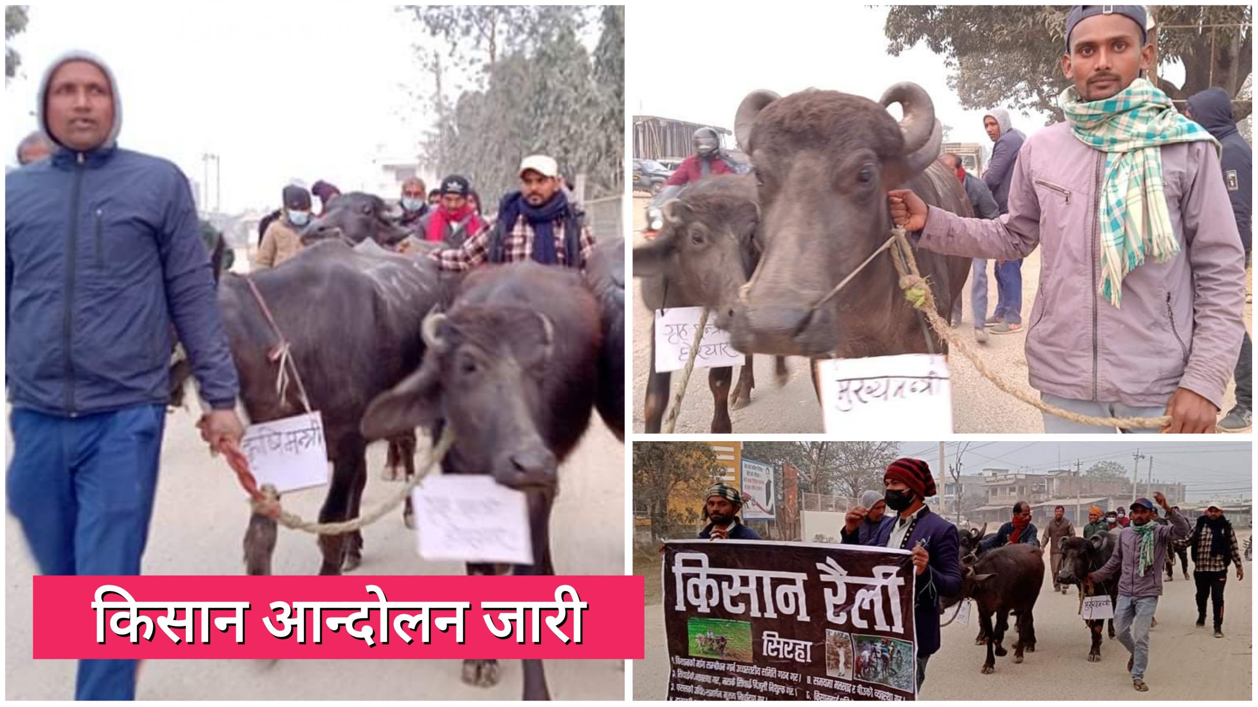 सिरहा सहितका जिल्लामा भैंसी जुलुस, मधेसका मुख्यमन्त्री र कृषिमन्त्रीलाई भैंसीको संज्ञा