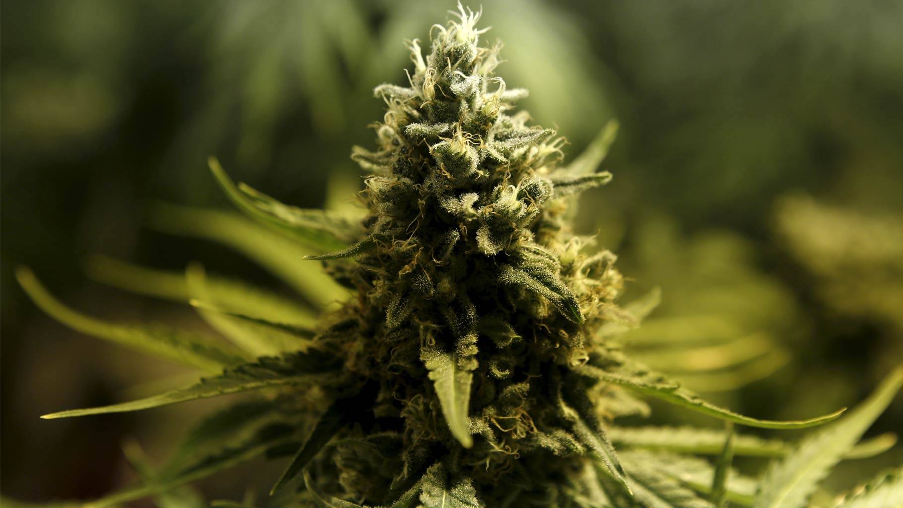 अब गाँजा खेती गर्न दिने ! यस्तो छ सरकारको तयारी