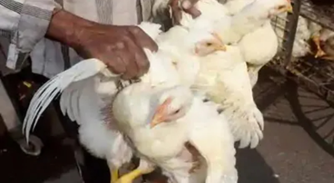 वीरगञ्जमा बर्डफ्लु देखियो, १९ सय कुखुरा मरे !