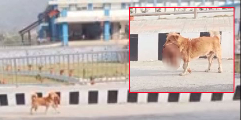 अस्पतालमा कुकुरले डुलाएको शिशुको शवको पहिचान खुल्यो