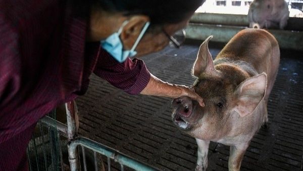 अफ्रिकन स्वाइन फिभरबारे विशेषज्ञ भन्छन्- मानिसमा सर्दैन, डराउनु पर्दैन