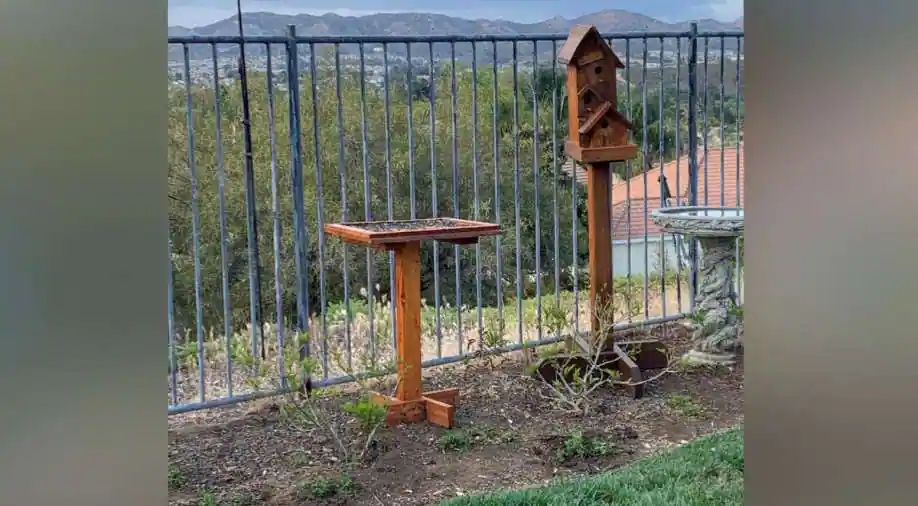 Believe it or not: Too many feeding trays for birds may land you in jail in US