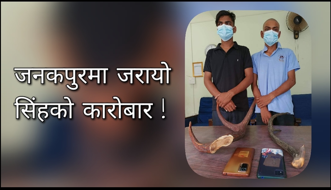 जनकपुरमा जरायोको सिंह बेच्न लागेकै बेला प्रहरी पुग्यो, दुई यूवक परे फन्दामा