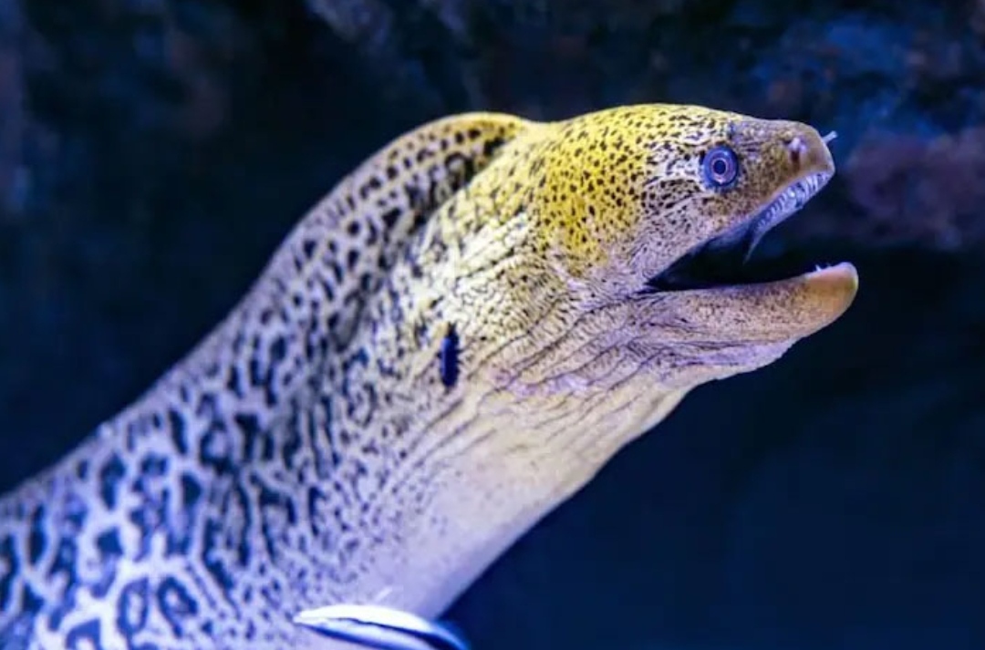 मान्छेको पुर्खा माछा भएको वैज्ञानिकको दाबी, के छ आधार ? हेर्नुस् डिटेल