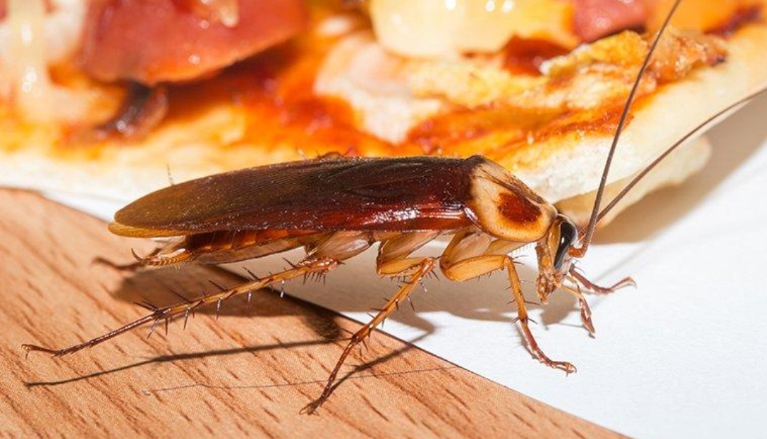 एक महिनाका लागि सयवटा साङ्लोलाई घरमा बस्न दिनुहोस्, पाउनुहोस् २ लाख ५० हजार