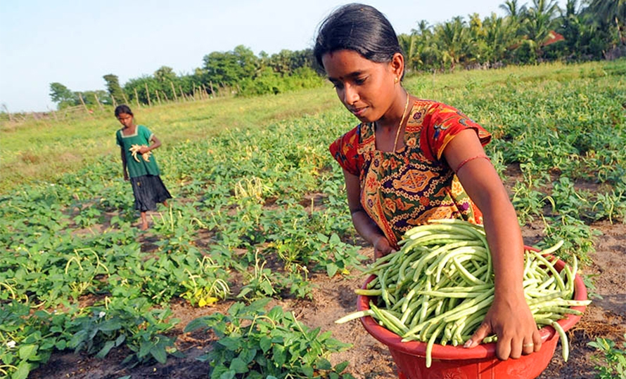 अब खेती गर्न शुक्रबार सार्वजनिक विदा दिने निर्णय