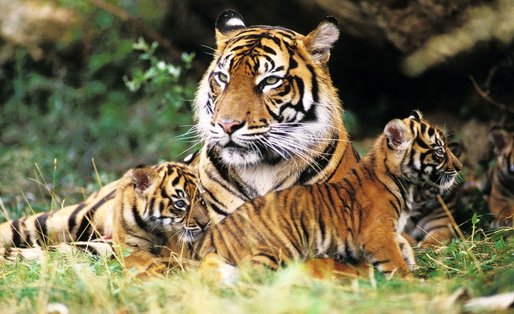 नेपालमा बाघको संख्या ३५५ पुग्यो