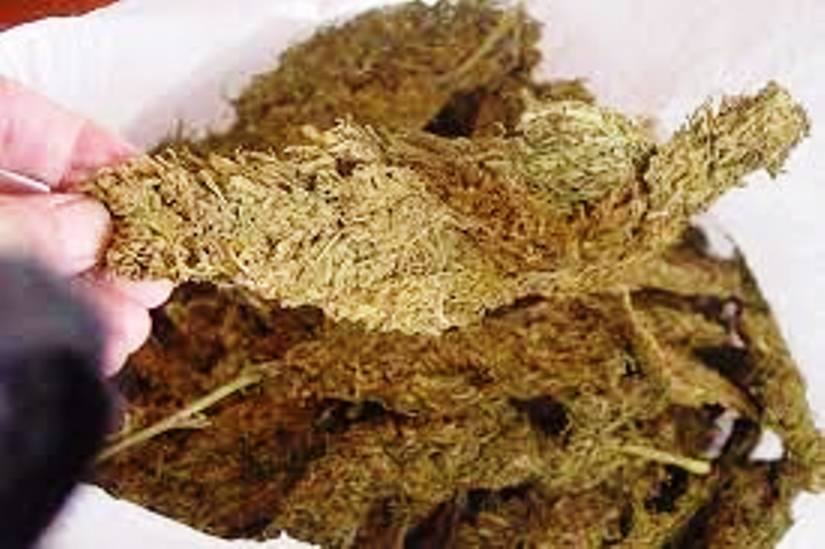 पर्सामा एक क्विन्टल गाँजासहित दुईजना पक्राउ