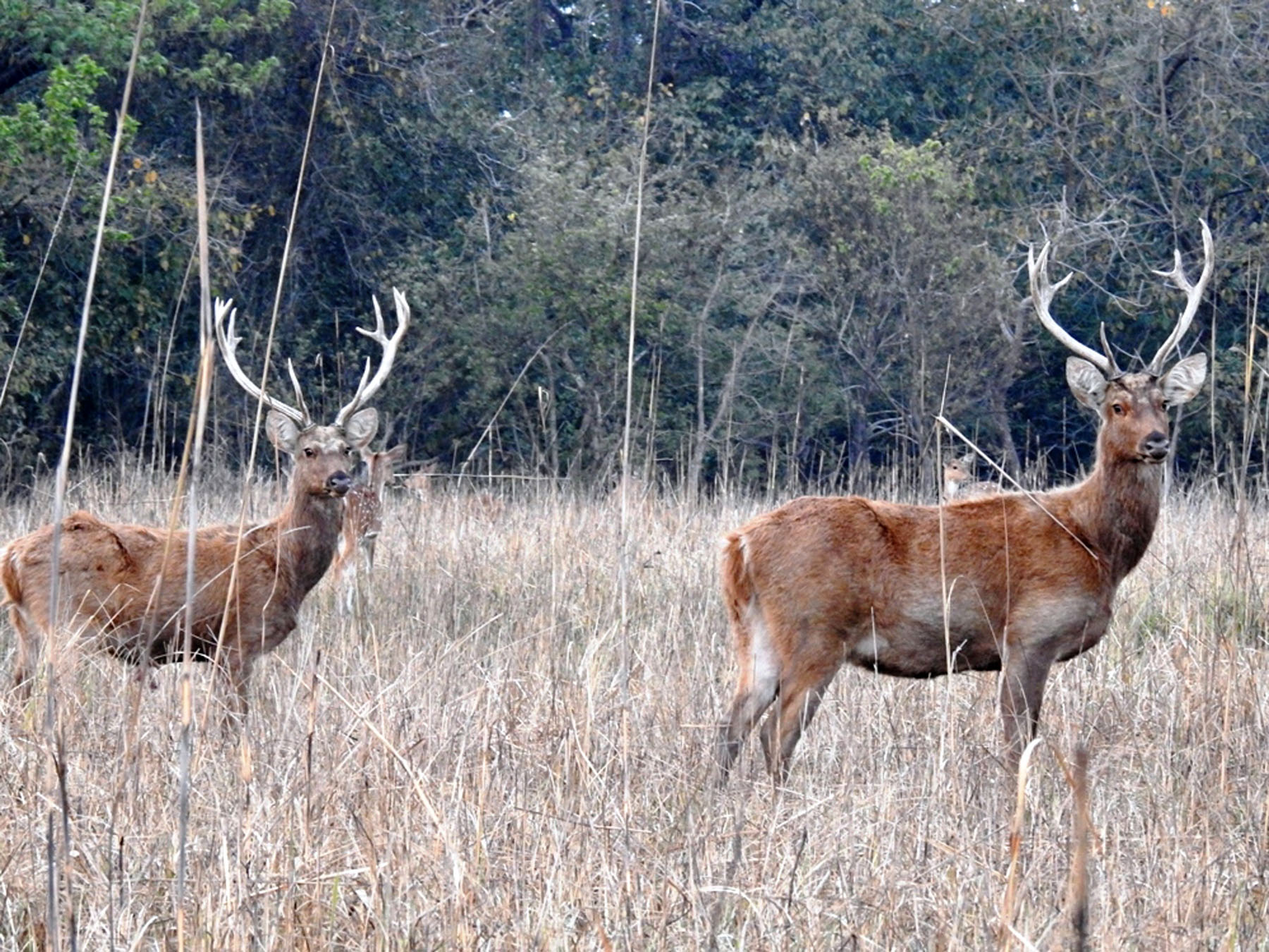 महोत्तरीमा हरिणको आक्रमणमा महिलाको मृत्यु