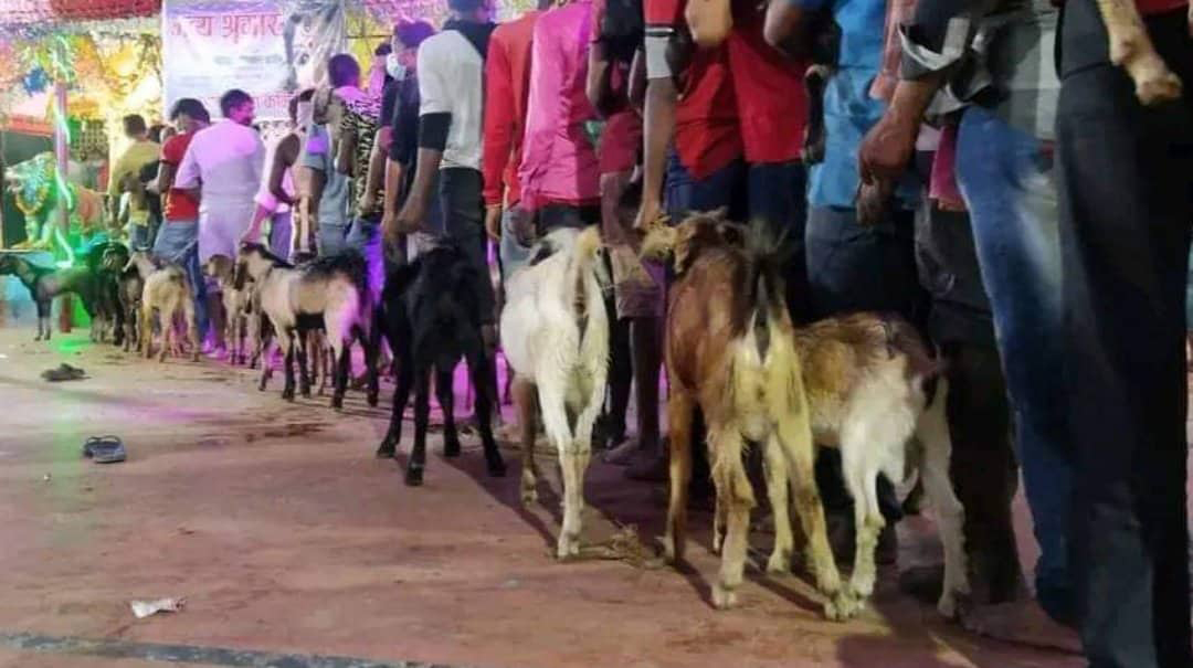 जनकपुरको राजदेवीमा झण्डै १५ हजार बोकाको बली चढ्यो