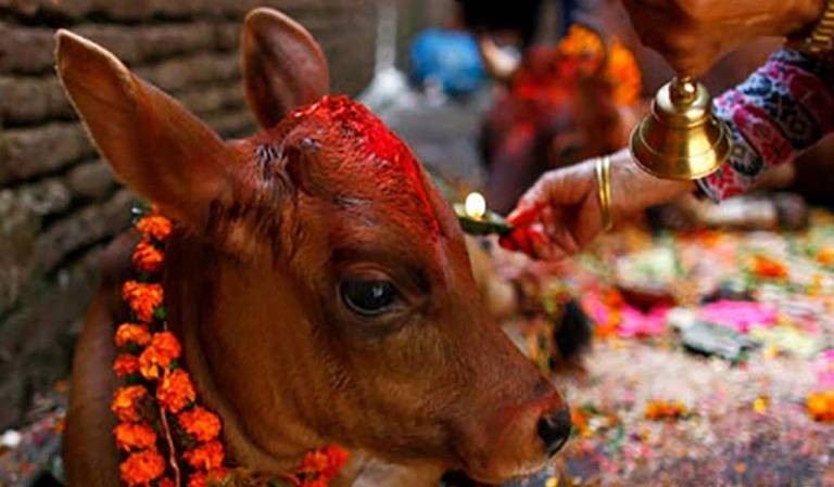 कार्तिक कृष्ण औँसी : आज गाई तिहार