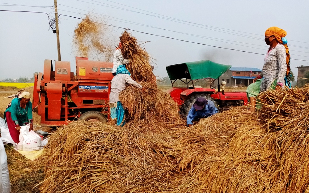किसानले बिक्री गर्ने धानको मूल्य क्विन्टलमा २२६ रुपैयाँसम्म बढ्यो
